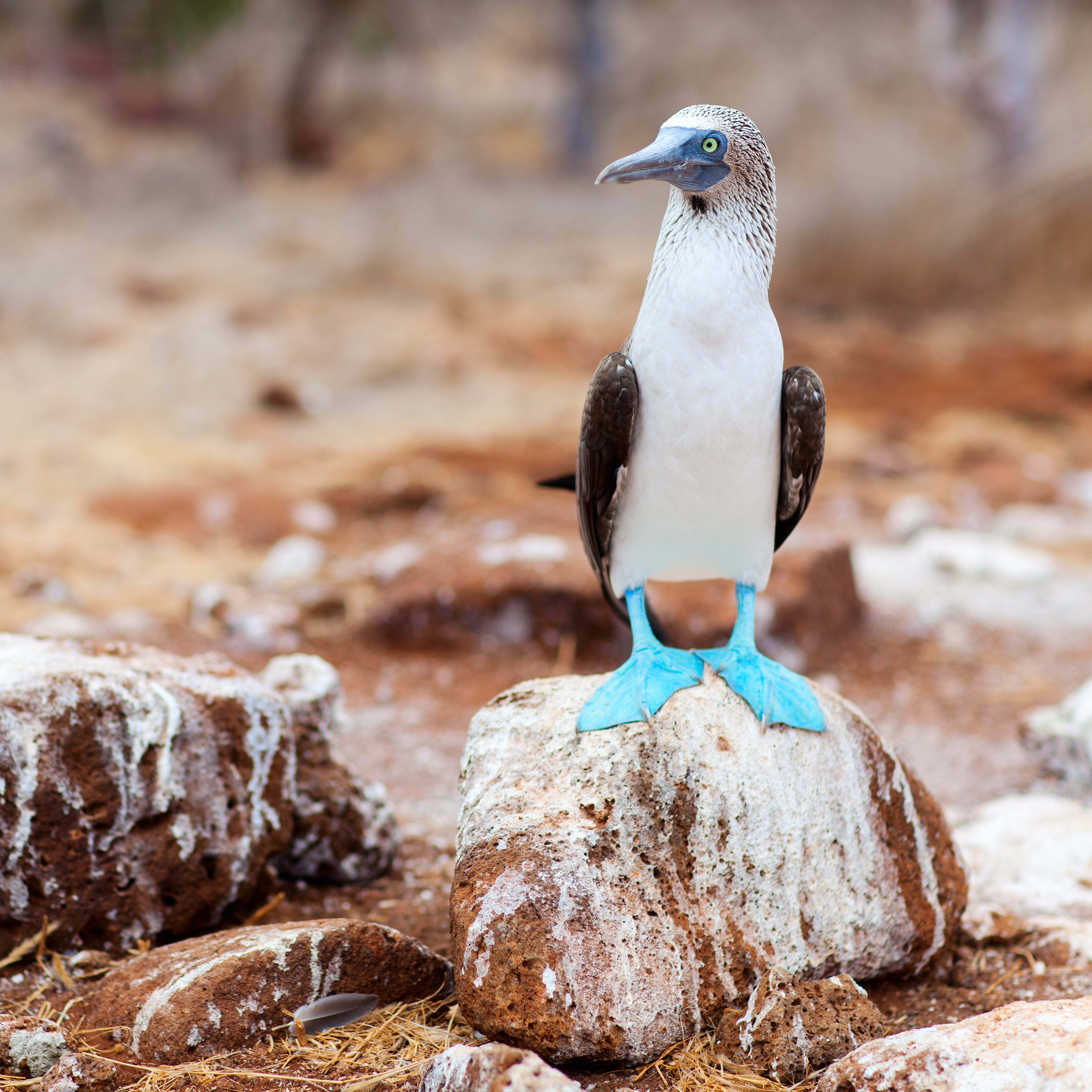 Blue footed booby bird in the Galapagos